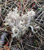 Clavulina cinerea.